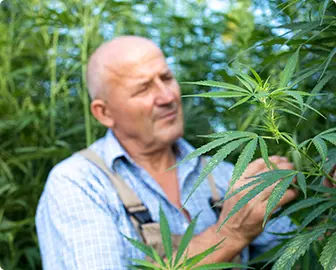 Cannabis Insurance Management System